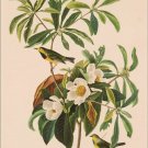 Bachman’s warbler by John James Audubon Vintage Illustration Art Poster 20x30 Bachman’s warbler by John James Audubon Vintage Illustration Art Poster 20x30