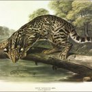 Ocelot, or Leopard Cat by John James Audubon Vintage Illustration Art Poster 24x