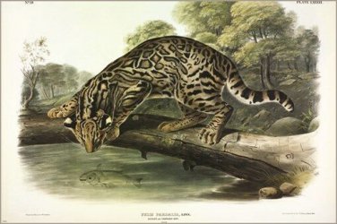 Ocelot, or Leopard Cat by John James Audubon Vintage Illustration Art Poster 24x