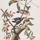 downy woodpecker AUDUBON bird poster COLLECTORS DETAILED colorful 20x30 HOT