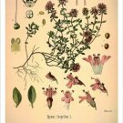 Wild Thyme Vintage Botanical Floral Illustration Art Poster 20x30