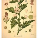 Marshmallow Vintage Botanical Floral Illustration Art Poster 20x30