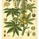 Castor Bean Vintage Botanical Floral Illustration Art Poster 20x30