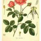 Cabbage Rose Vintage Botanical Floral Illustration Art Poster 20x30