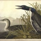 Great Northern Diver or Loon by John James Audubon Vintage Illustration Art Post