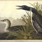 Great Northern Diver or Loon by John James Audubon Vintage Illustration Art Post