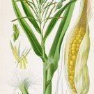 CLASSIC botanical poster CORN vegetable various stages COLLECTORS 20x30 new