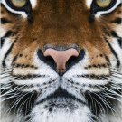 RARE ANIMAL PHOTO POSTER beautiful tiger face FAVE WALL DECOR wild cat 20x30