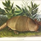 Nine-banded Armadillo by John James Audubon Vintage Illustration Art Poster 24x3