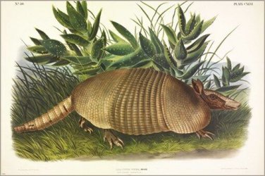 Nine-banded Armadillo by John James Audubon Vintage Illustration Art Poster 24x3