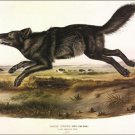 Black American Wolf by John James Audubon Vintage Illustration Art Poster 20x30