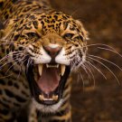 JAGUAR FACE GROWL poster BEAUTIFUL spotted coat SHARP teeth FIERCE 20x30
