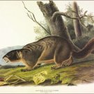 Yellow-bellied Marmot by John James Audubon Vintage Illustration Art Poster 24x3