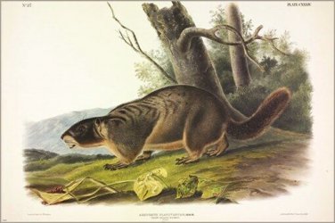 Yellow-bellied Marmot by John James Audubon Vintage Illustration Art Poster 24x3