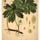 Mayapple Vintage Botanical Floral Illustration Art Poster 20x30