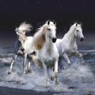 BEAUTIFUL HORSES running in SURF poster white STALLIONS ocean spray 20x30