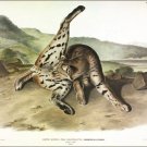 Texan Lynx by John James Audubon Vintage Illustration Art Poster 20x30