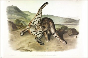 Texan Lynx by John James Audubon Vintage Illustration Art Poster 20x30