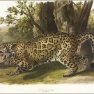 Jaguar by John James Audubon Vintage Illustration Art Poster 20x30 Jaguar by John James Audubon Vintage Illustration Art Poster 20x30