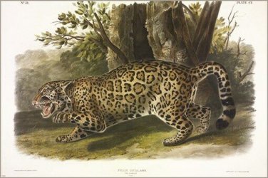 Jaguar by John James Audubon Vintage Illustration Art Poster 20x30