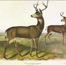 Columbian Black-tailed Deer by James Audubon Vintage Illustration Art Poster 24x