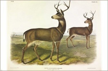 Columbian Black-tailed Deer by James Audubon Vintage Illustration Art Poster 24x