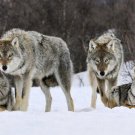 gray WOLVES  norway poster WINTER scene bushy beautiful coats WILD 20x30 - UY1