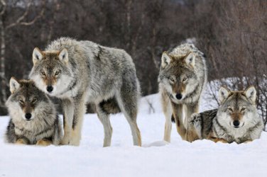 gray WOLVES  norway poster WINTER scene bushy beautiful coats WILD 20x30 - UY1