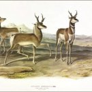 Prong-horned Antelope by John James Audubon Vintage Illustration Art Poster
