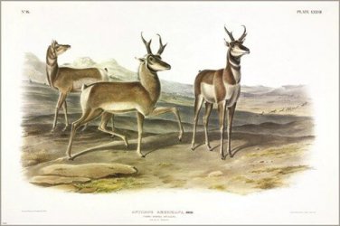 Prong-horned Antelope by John James Audubon Vintage Illustration Art Poster