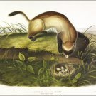 Black-footed Ferret by John James Audubon Vintage Illustration Art Poster 20x30 Black-footed Ferret by John James Audubon Vintage Illustration Art Poster 20x30