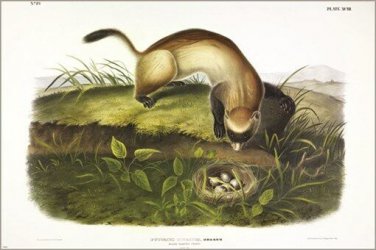 Black-footed Ferret by John James Audubon Vintage Illustration Art Poster 20x30