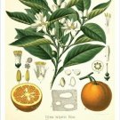 Orange Vintage Botanical Floral Illustration Art Poster 20x30