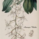 aerangis biloba flower VINTAGE BOTANICAL POSTER beauty delicate prized 20x30