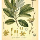 Sassafras Vintage Botanical Floral Illustration Art Poster 20x30