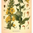 Orange Mullein Vintage Botanical Floral Illustration Art Poster 20x30