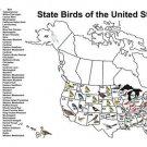 US STATE BIRDS EDUCATIONAL POSTER 20x30 EASY-TO-READ COLORFUL TOP NOTCH