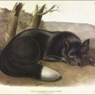 American Black or Silver Fox by John James Audubon Vintage Illustration Art Post