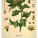 Henbane Vintage Botanical Floral Illustration Art Poster 20x30