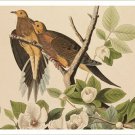DOVES DETAILED rare bird poster AUDUBON collectors wildlife 20x30 HOT NEW