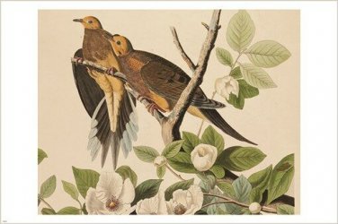 DOVES DETAILED rare bird poster AUDUBON collectors wildlife 20x30 HOT NEW