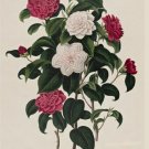 roses in tiers VINTAGE BOTANICAL poster DELICATE multicolored classic 20x30