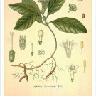 Ipecac Vintage Botanical Floral Illustration Art Poster 20x30