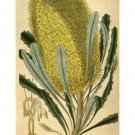 BOTANICAL vintage poster BANSKIA FLOWER prized RARE collectors 20x30 FRESH