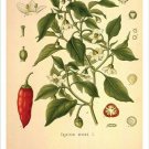 Cayenne Pepper Vintage Botanical Floral Illustration Art Poster 20x30