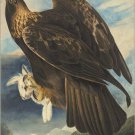 Golden Eagle by John James Audubon Vintage Illustration Art Poster 20x30