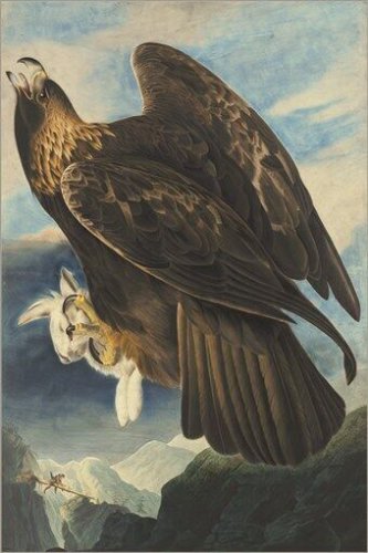 Golden Eagle by John James Audubon Vintage Illustration Art Poster 20x30