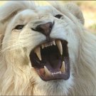 Rare Beautiful White long coat lion poster 20x30 King of the jungle