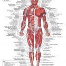 muscular system MEDICAL EDUCATIONAL POSTER 20x30 scientific BODY detailed - YY1 muscular system MEDICAL EDUCATIONAL POSTER 20x30 scientific BODY detailed - YY1