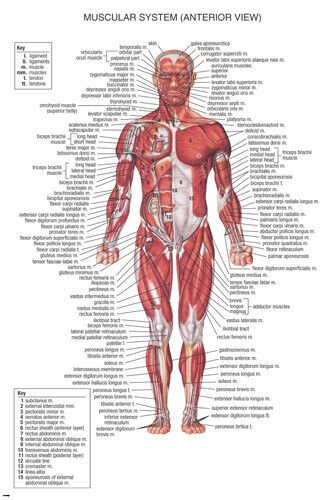 muscular system MEDICAL EDUCATIONAL POSTER 20x30 scientific BODY detailed - YY1
